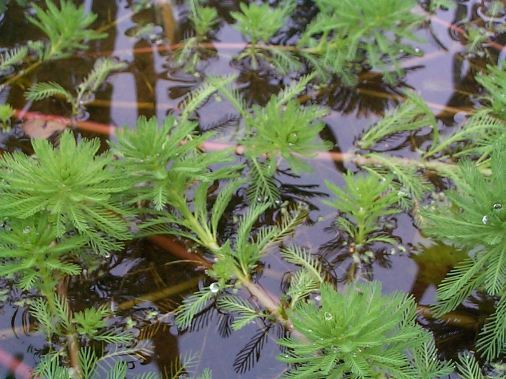 Invaders to avoid - Banned invasive plants - Merebrook Pond Plants