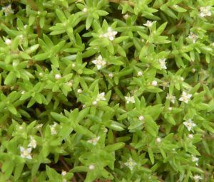 Tiny star shaped multi-leaved stems with small star-shaped white flowers