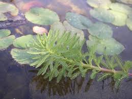 Light green fronds floating on the surface of the water