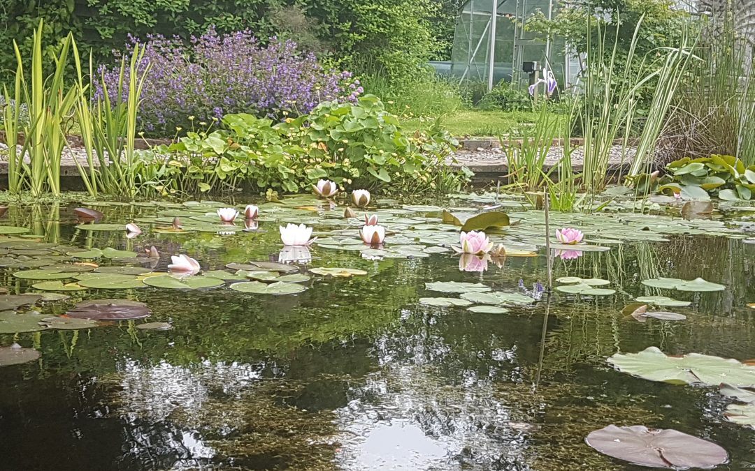A place for everything – Creating a planting plan for your pond