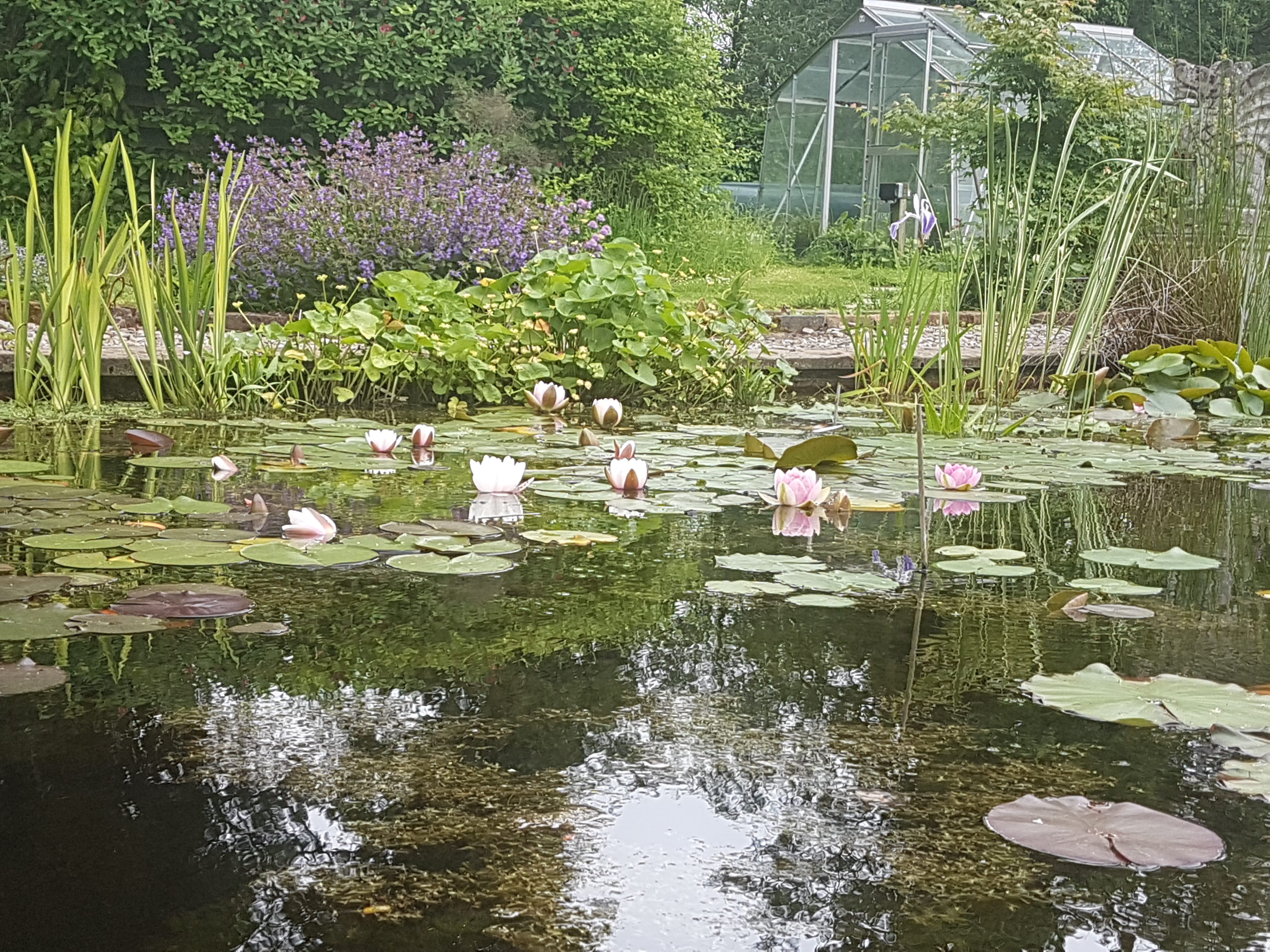 wildlife-pond-plants-best-decorations
