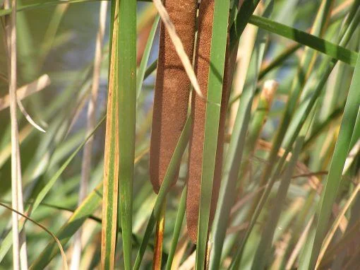 Typha angustifolia (bull rush) - Image 2