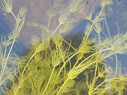 Nitella flexilis - Image 2