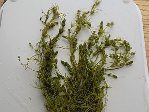 Nitella flexilis