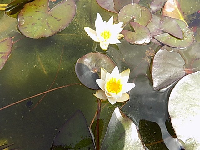 Snow Princess - Image 2