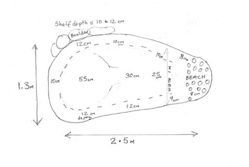 A Planting plan for your pond - Image 2