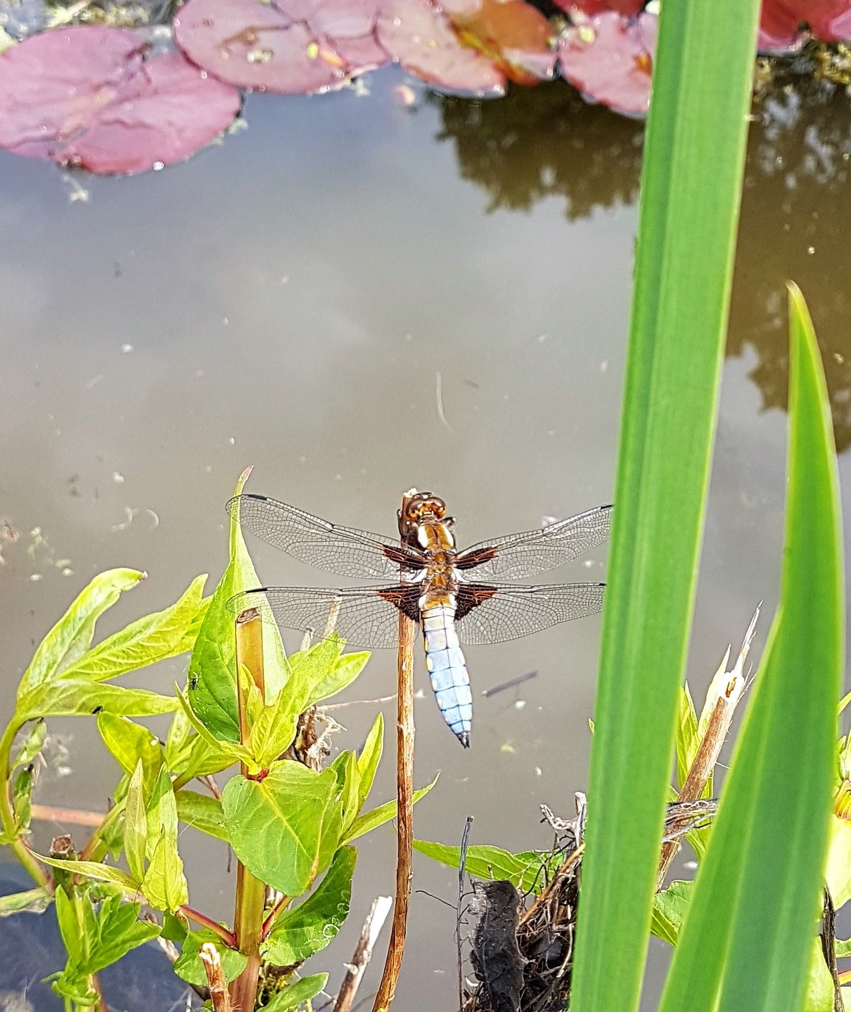 An image depicting pond wildlife