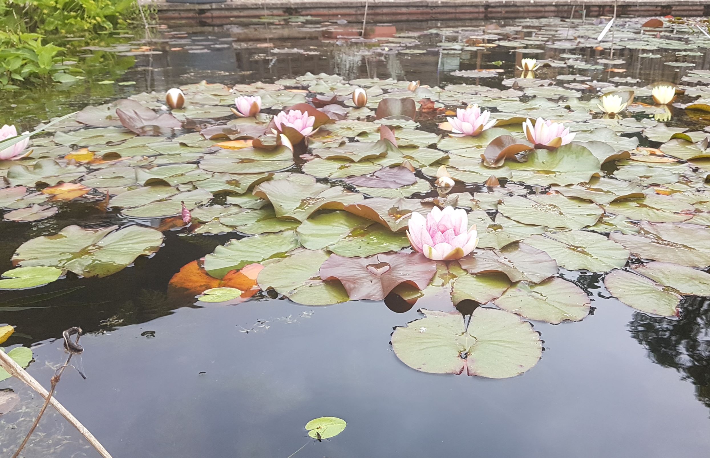 How many pond plants do I need