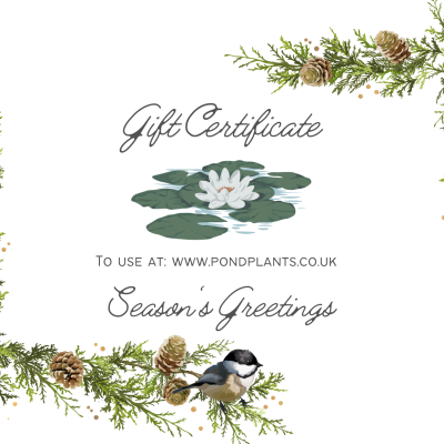 Festive Gift Card