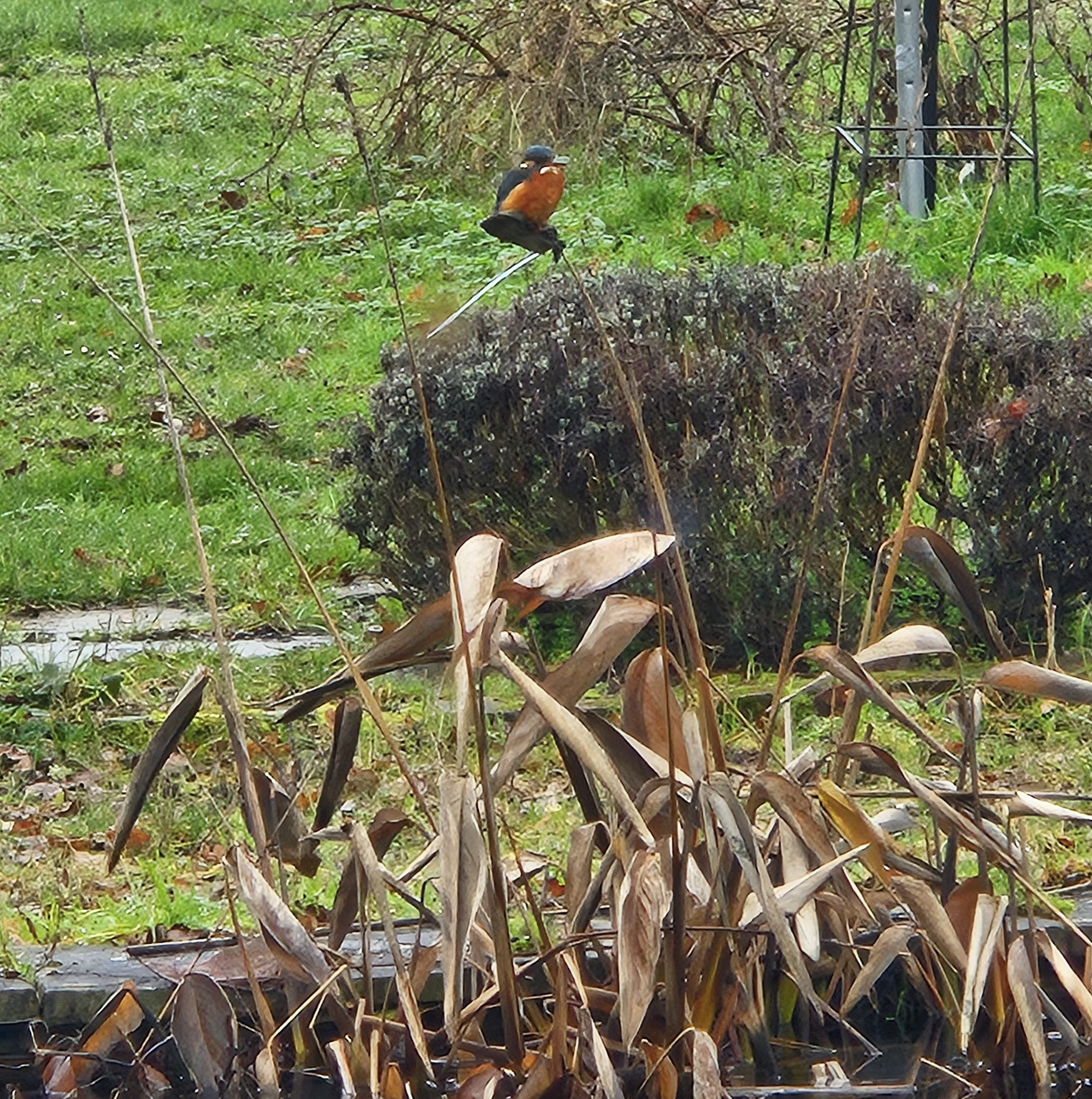 A kingfisher bird sitting on a thalia stalk at the edge of a pond